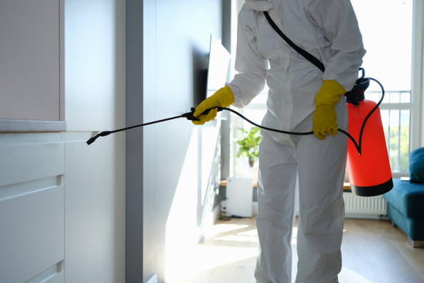 Best Fast Mold Removal  in Holiday Island, AR