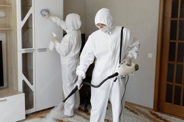 Best Local Mold Removal Service  in Holiday Island, AR