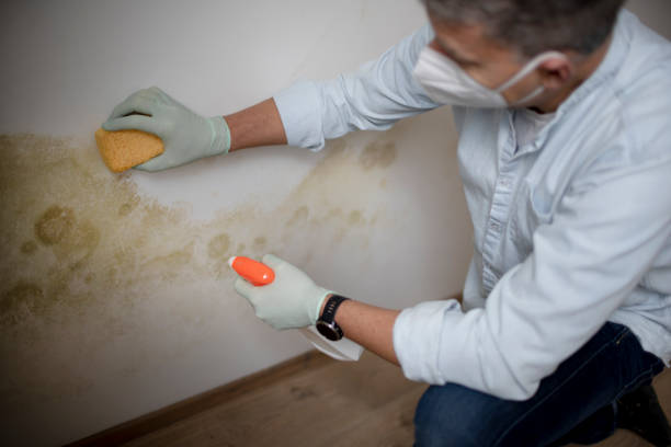 Best Mold Damage Repair  in Holiday Island, AR