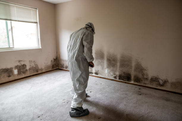 Best Toxic Mold Removal  in Holiday Island, AR