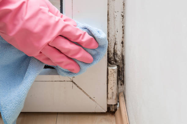Best Best Mold Removal Companies  in Holiday Island, AR