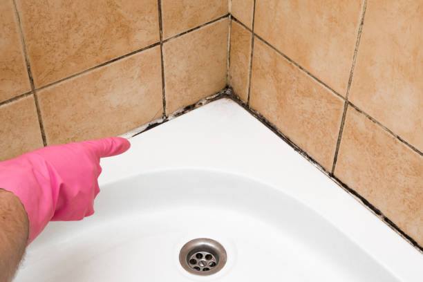 Best Crawl Space Mold Removal  in Holiday Island, AR